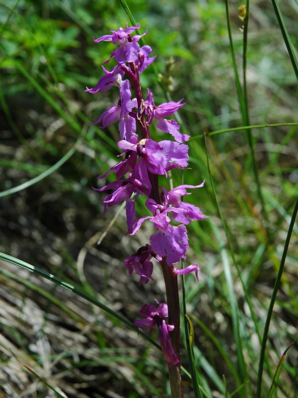 Orchis mascula della Lombardia.